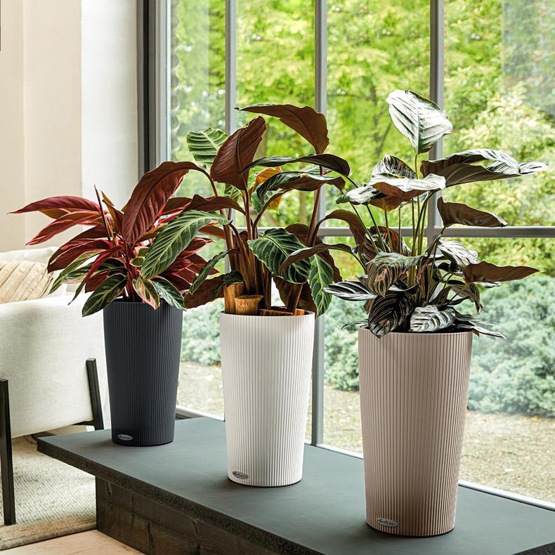 le_cilindro-color32_product_addi_02